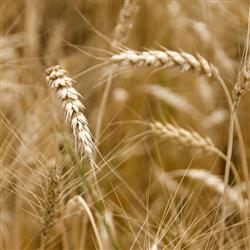 wheat- هنگام برداشت محصول است، آیا گندم کاشته‌اید؟