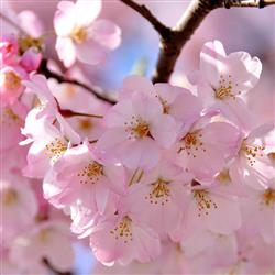 blossom- شکوفه می‌رقصد از...
