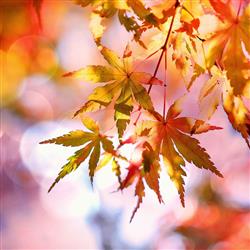 autumn- آبان و آذر 1397