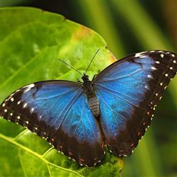 morpho butterfly- موزه پروانه‌ها 