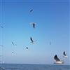 بندرانزلی 1398