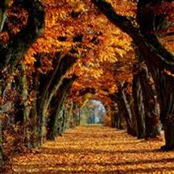 automn- پاییز مبارک!