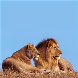 lions- من عاشق ماده شیرها هستم!
