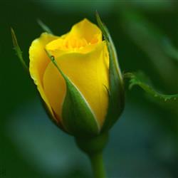 blossom- گاهی غنچه ماندن، دردناک تر از شکفتن است!