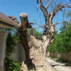 old tree in kordan- پیک نیک همراه یاران قدیمی