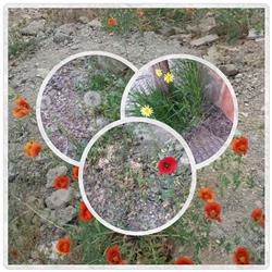 flowers- دالان بهشت