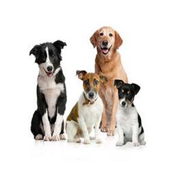 dogs- سگها در اردوی مدرسه!