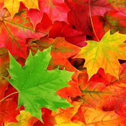 autumn- چگونه برای پاییز آماده شویم؟
