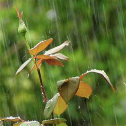 rain- جشن بهاری