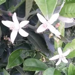 بهارنارنج- بانو جان بریم بابلسر