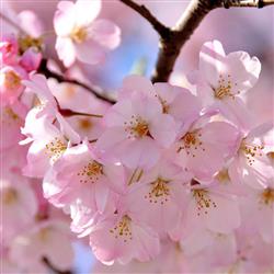 blossom- شکوفه می‌رقصد از...