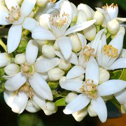 بهارنارنج- نوشهر 1398