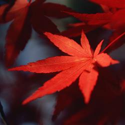 autumn- دو روز اول پاییز 1398