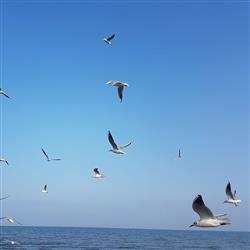 seagull- بندرانزلی 1398