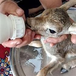 gazelle- سیاه‌چشم – بره‌آهوی غمگین