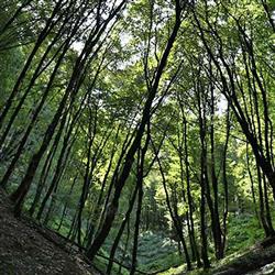 hirkani forest- ماجراهای تیر 1401