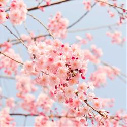 blossom- فروردین ۱۴۰۴