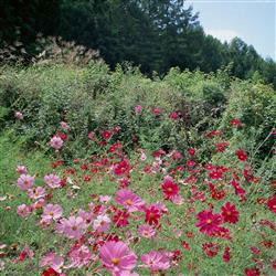 flowers- اردیبهشت ۱۴۰۴