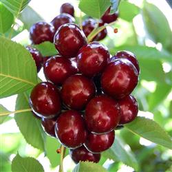 cherry- خرداد ۱۴۰۴