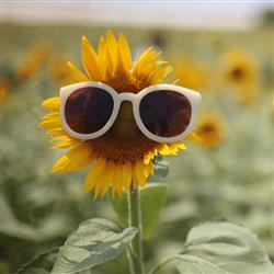 sunflower- مرداد ۱۴۰۴