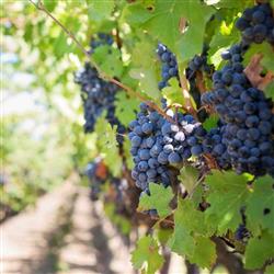 grape- شهریور ۱۴۰۴