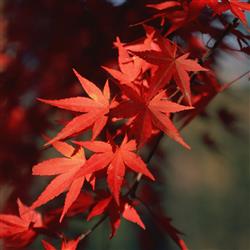 fall- مهر ۱۴۰۴