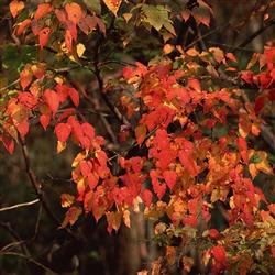 fall- آبان ۱۴۰۴