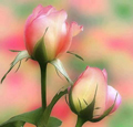 تشکرنامه